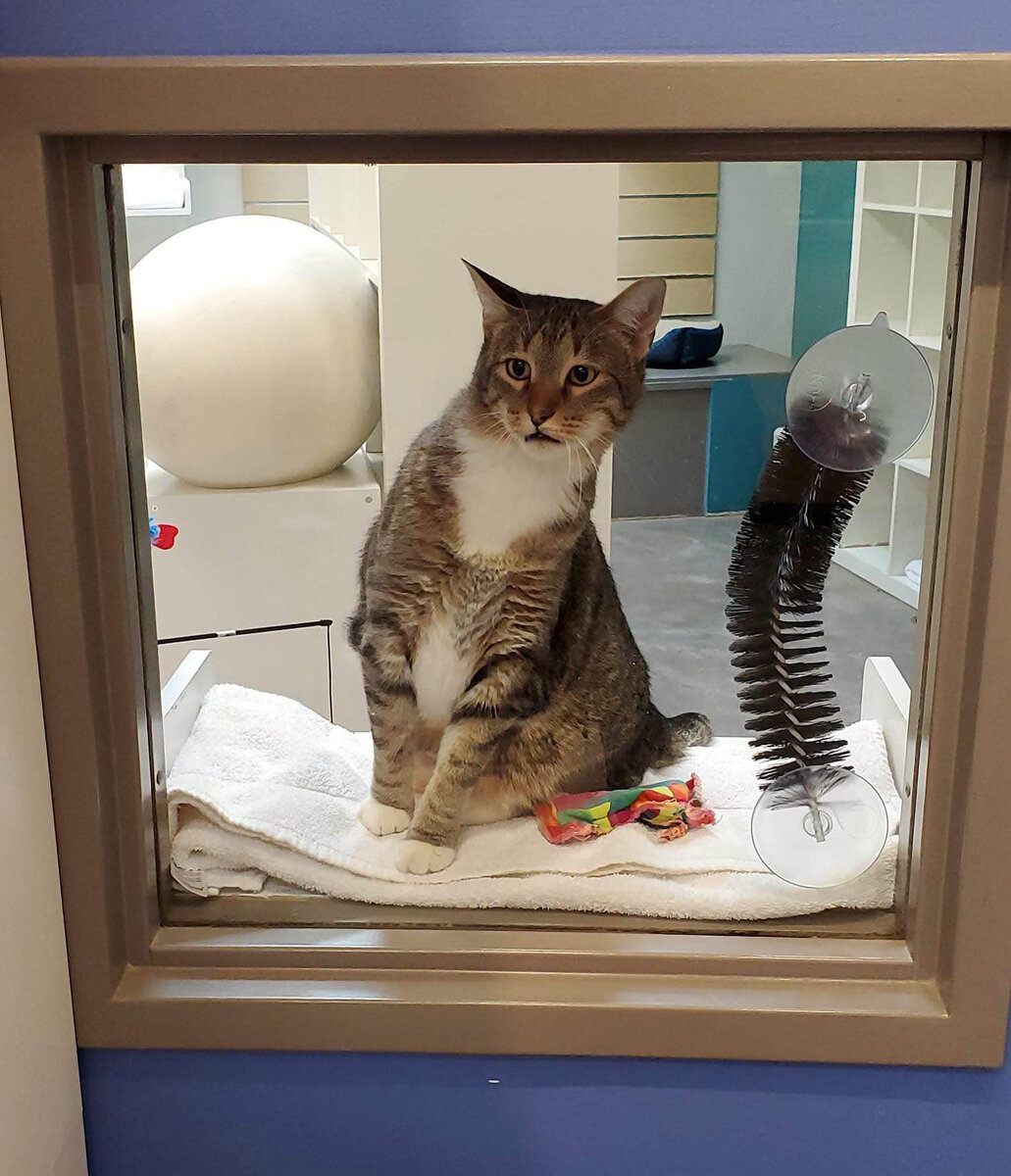 В американском приюте в Хьюстоне живет кот по имени Квилти, у которого, по словам волонтеров, обостренное «чувство справедливости»: «Квилти любит выпускать кошек из большой комнаты.-2
