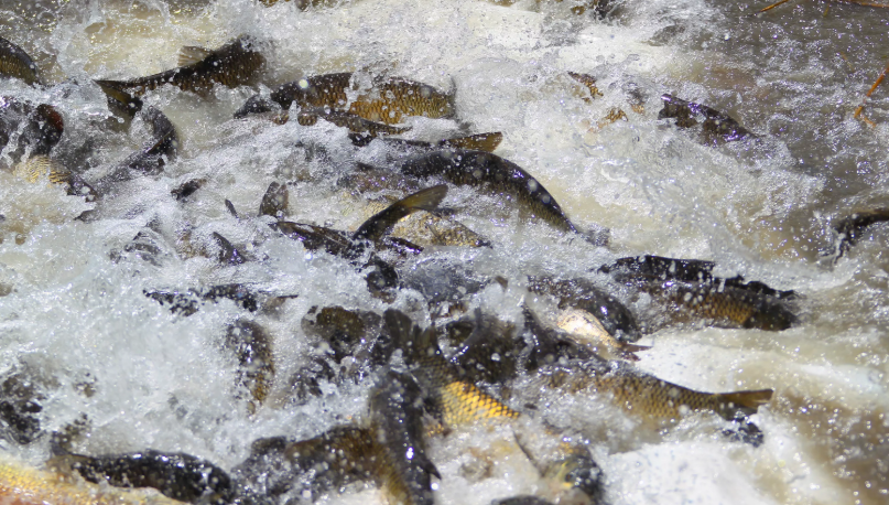 Нерест белого амура. Фото из интернета.