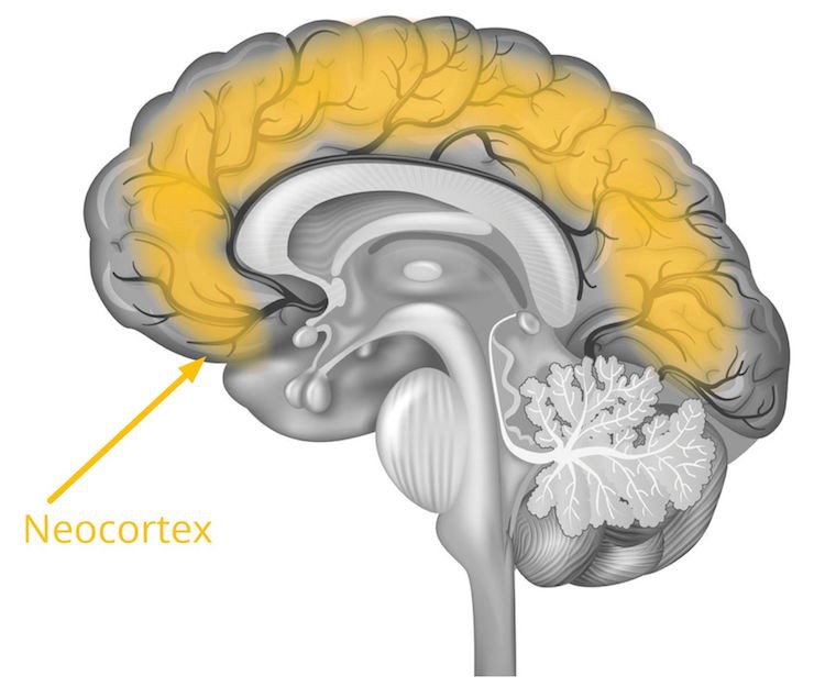 Кортекс и неокортекс. Неокортекс и лимбическая система. Рептильный мозг лимбический мозг и неокортекс. Кортекс неокортекс миндалевидное тело. Рептильный мозг неокортекс