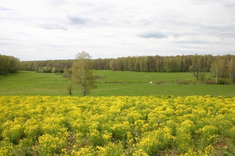 Калинов луг