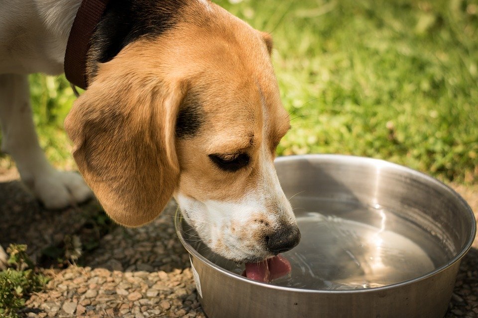 https://cdn.pixabay.com/photo/2016/05/07/19/54/dog-1378087_960_720.jpg