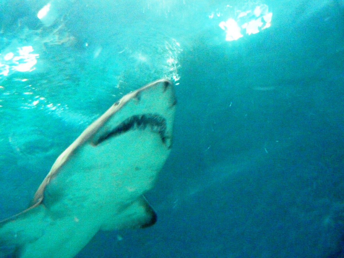 Когда проплывает в метре от тебя - впечатляет, даже за стеклом