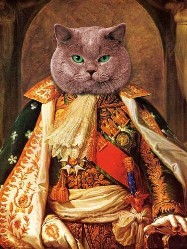 Фото подборочка шалостей животных для поднятия настроения!!! #юмор #животные #кошки #подборки #животное 