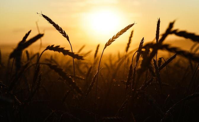 Погодные аномалии-2019 оставят Россию без дешевого хлеба.