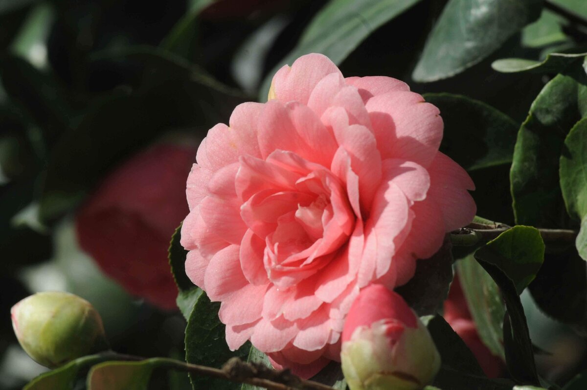 Камелия Миддлемист