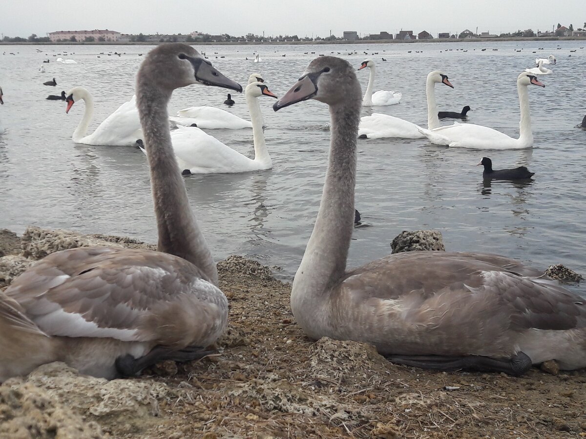 Любовь. Лебеди создают одну семью на всю жизнь. Знали об этом?