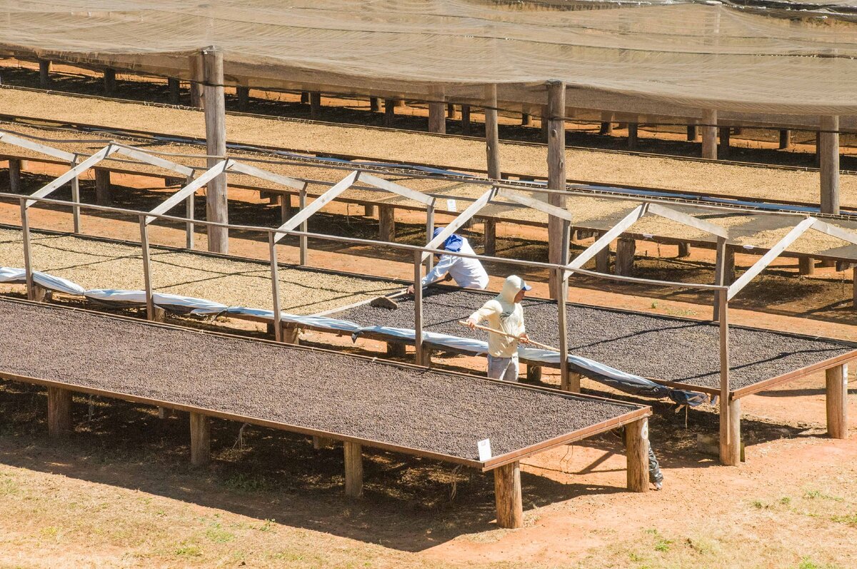 Процесс сушки кофейных ягод