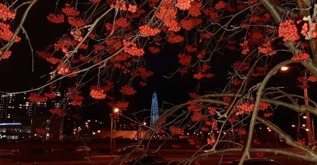 Фото by koroleva_roses https://www.instagram.com/p/B6LTFH5ovC5/