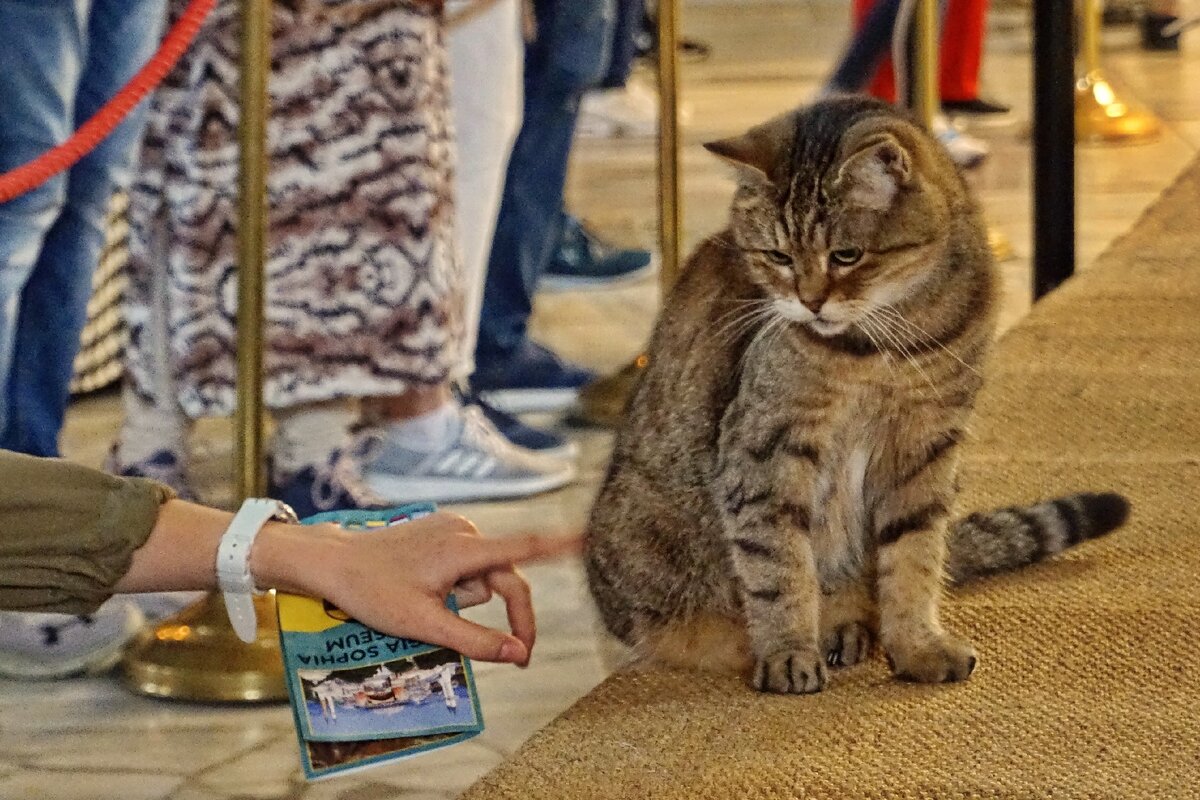 На фото всего несколько кошек из примерно сотни встреченных за несколько стамбульских часов