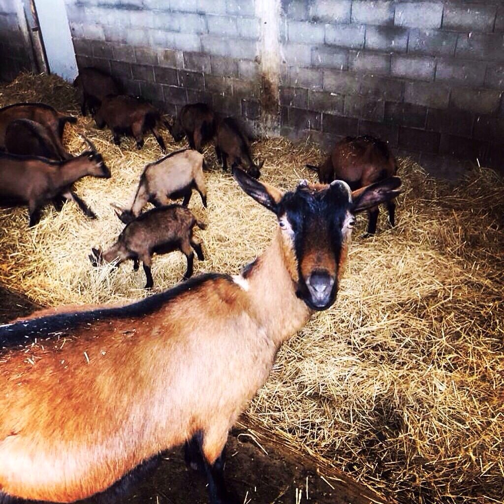 Много работы, много навоза... проблем хватает.