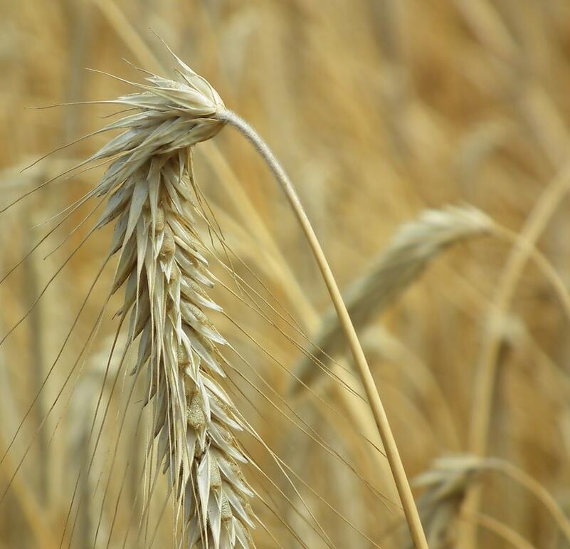 Как выглядит рож фото Green ears of wheat on the field free image download