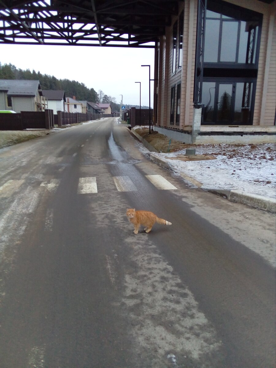 Рыжая кошка первая встретила нас при въезде в посёлок.