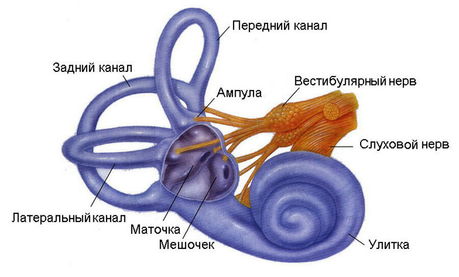 Схема органа равновесия