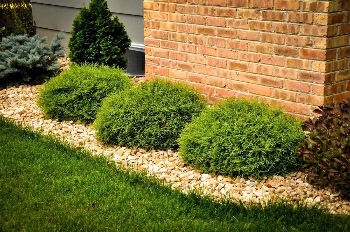 Туя западная "Мистер Боулинг Болл" (Thuja occidentalis Mr.Bowling Ball)