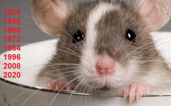 Как Крысам добиться успеха в год Белой Крысы
