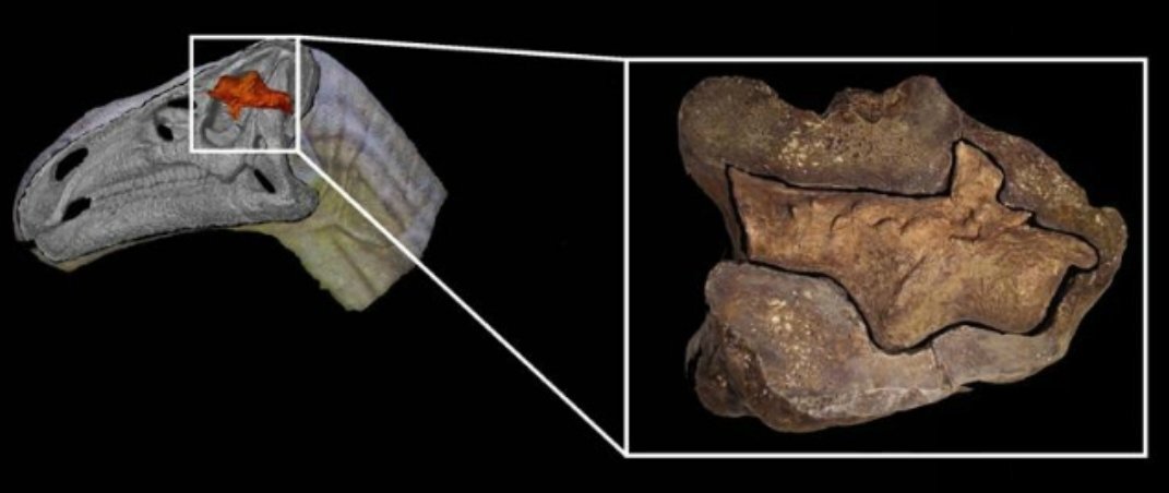                                              Отливок мозговой коробки динозавра