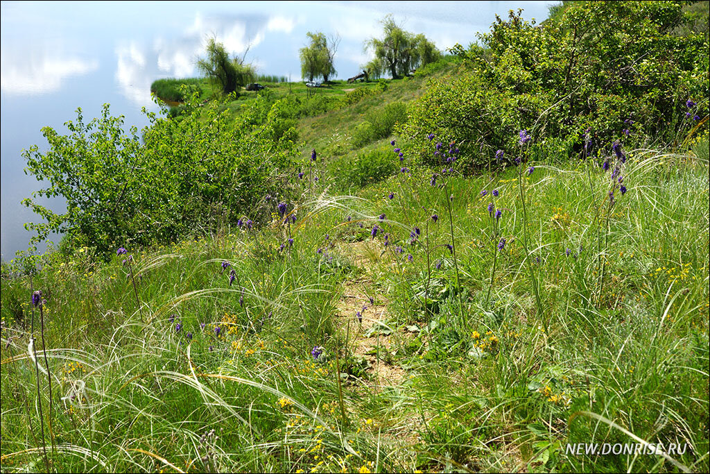 Тропинка, ведущая от береговых ив к дивам