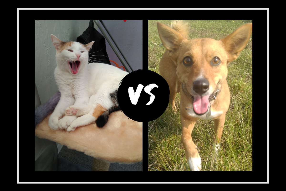 Кисуня и Булка! 