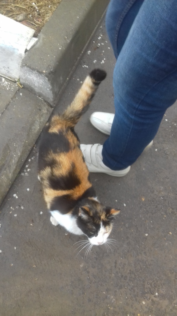  Победа трётся об ноги