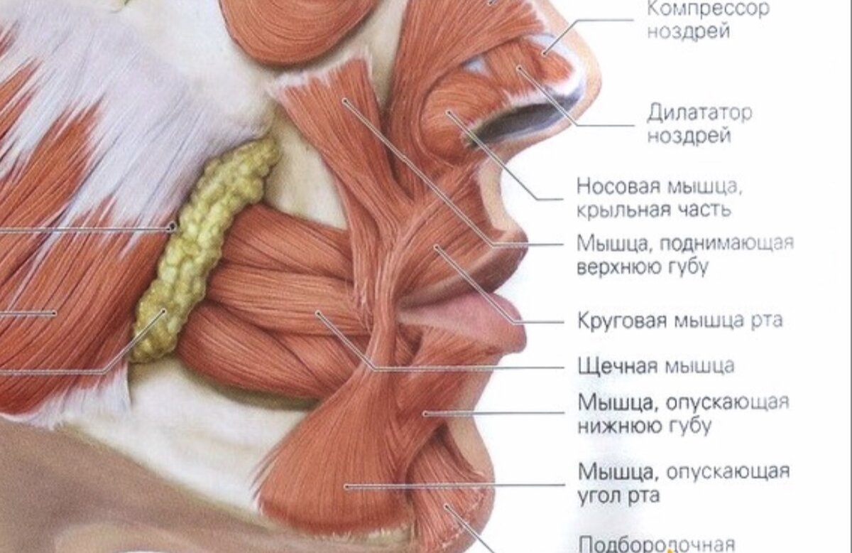 Самая объемная мышца человека