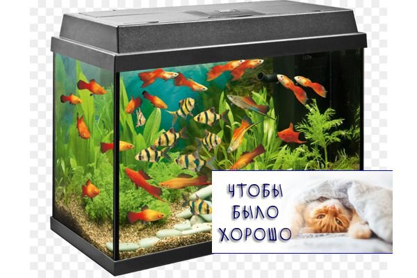 Картинка отсюда: https://img2.freepng.ru/20180308/esw/kisspng-tropical-aquariums-angelfish-filter-fishkeeping-fashion-creative-home-aquarium-5aa208a5ee1c78.9020422315205684859753.jpg