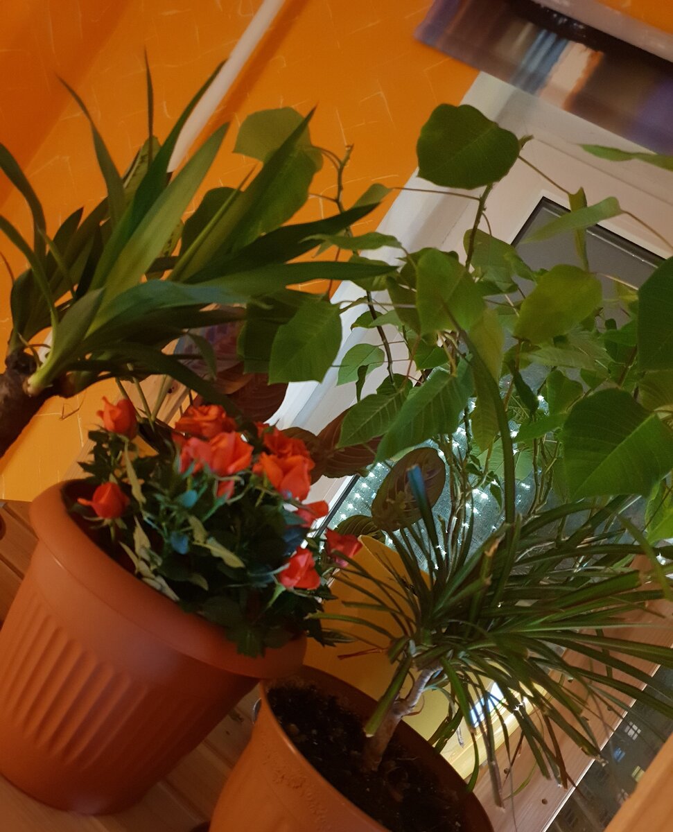 не поверите, куст на заднем плане это Рождественская звезда, Пуансетия, целое дерево за год выросло )