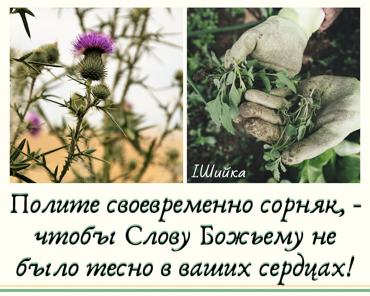 Семя, посеянное среди терний...