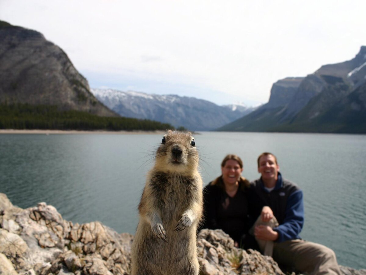 Perfect animals