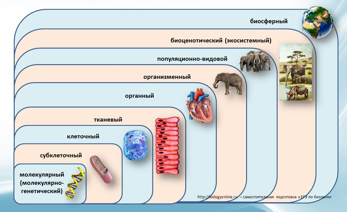 Уровни изображения. Уровни организации живой природы схема. Структурные уровни организации жизни. Уровни организации живой материи биология таблица. Уровни организации живого схема.