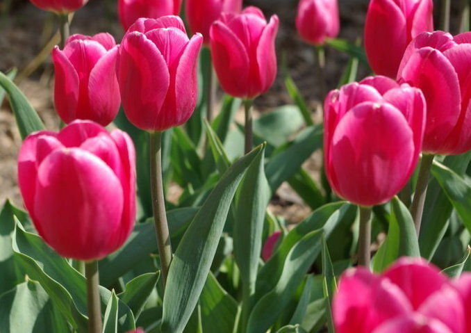 Фотография 2. Тюльпан Кристмас Марвел 