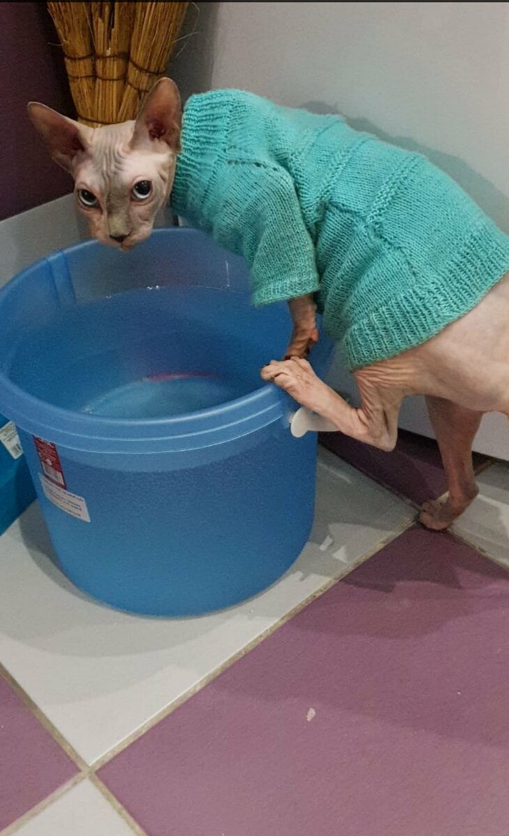 Можно ли отучить кошку просыпаться и требовать еду ни свет ни заря?