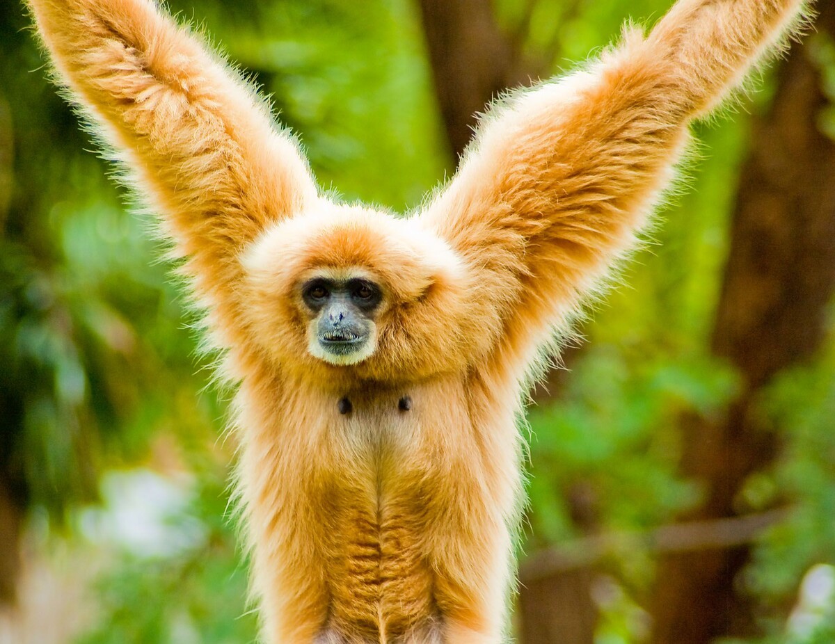 Gibbons are apes in the family Hylobatidae. Gibbons occur in pinterest.com