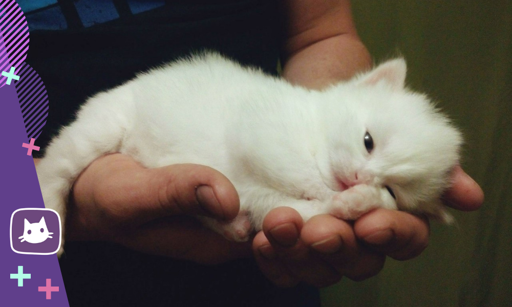 Возьму белую кошку. Белый котенок. Белый пушистый котенок. Белый котенок на ру. Белый котенок на руках.
