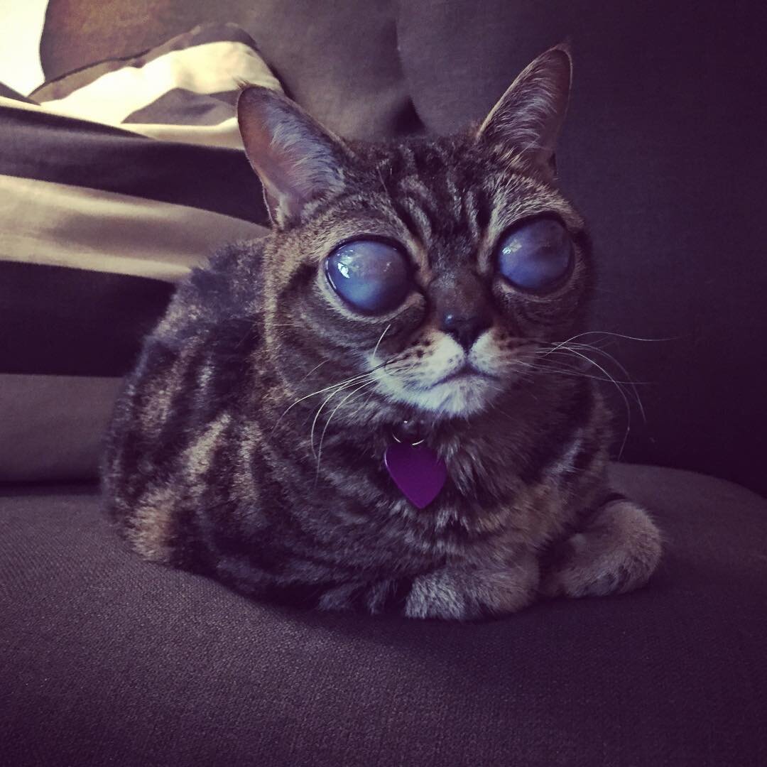 Инопланетная кошка Матильда