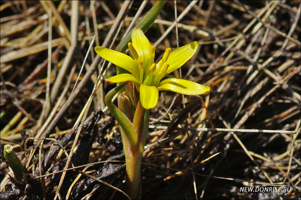 Гусиный лук (род Gagea)