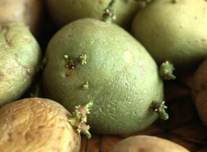 9 толковых советов по выращиванию завидных урожаев картофеля