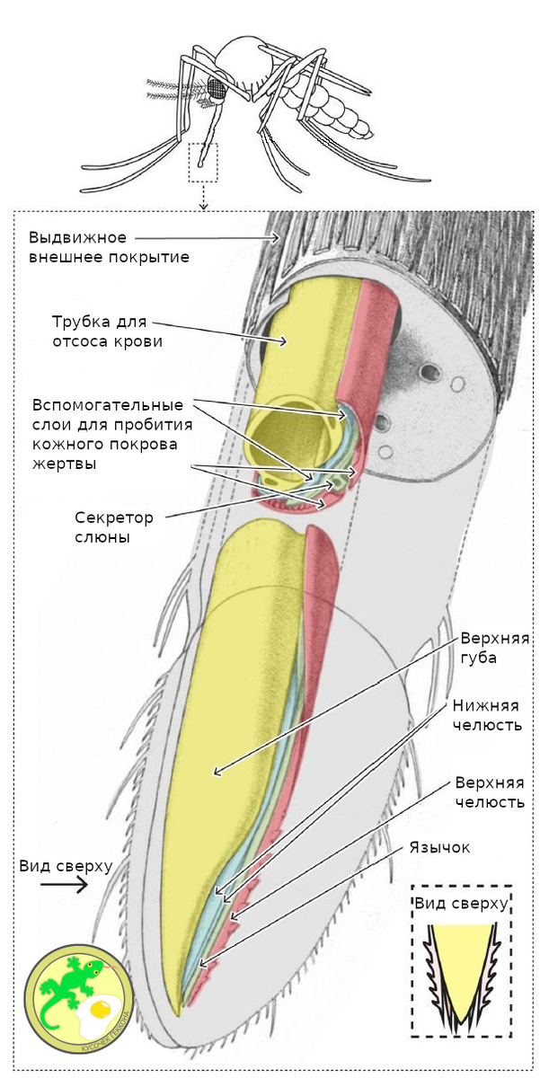 Детальное изображение хобота комара