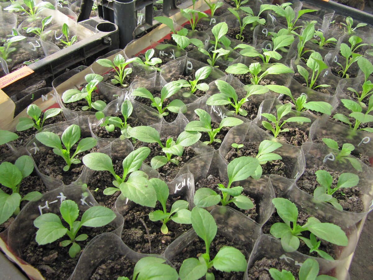 астра китайская