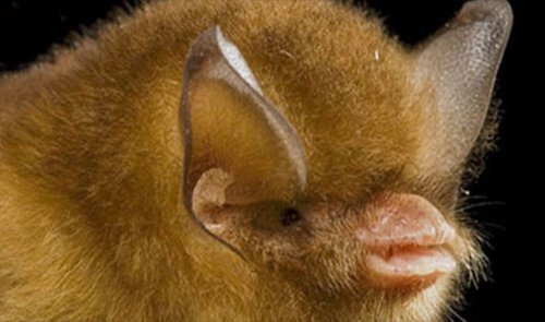 25. Большой кубинский воронкоух (Cuban Greater Funnel-Eared Bat)

Вследствие потери среды обитания осталось всего 100 особей этого вида, которые обитают в пещере Ла Барка (Cueva La Barca) на Кубе.
