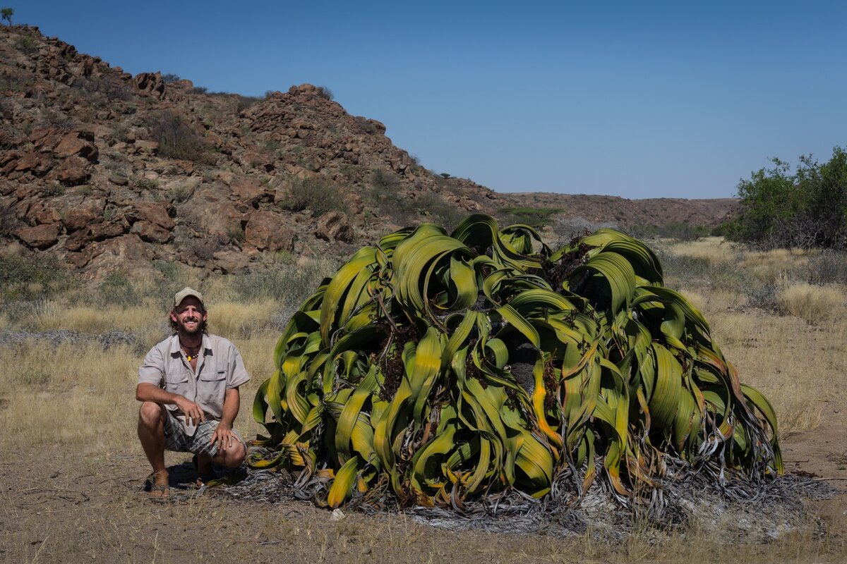 5 растений африки. Вельвичия удивительная (Welwitschia Mirabilis). Пустыня Намиб вельвичия. Валь Вичия удивительная. Вельвичия дерево карлик.