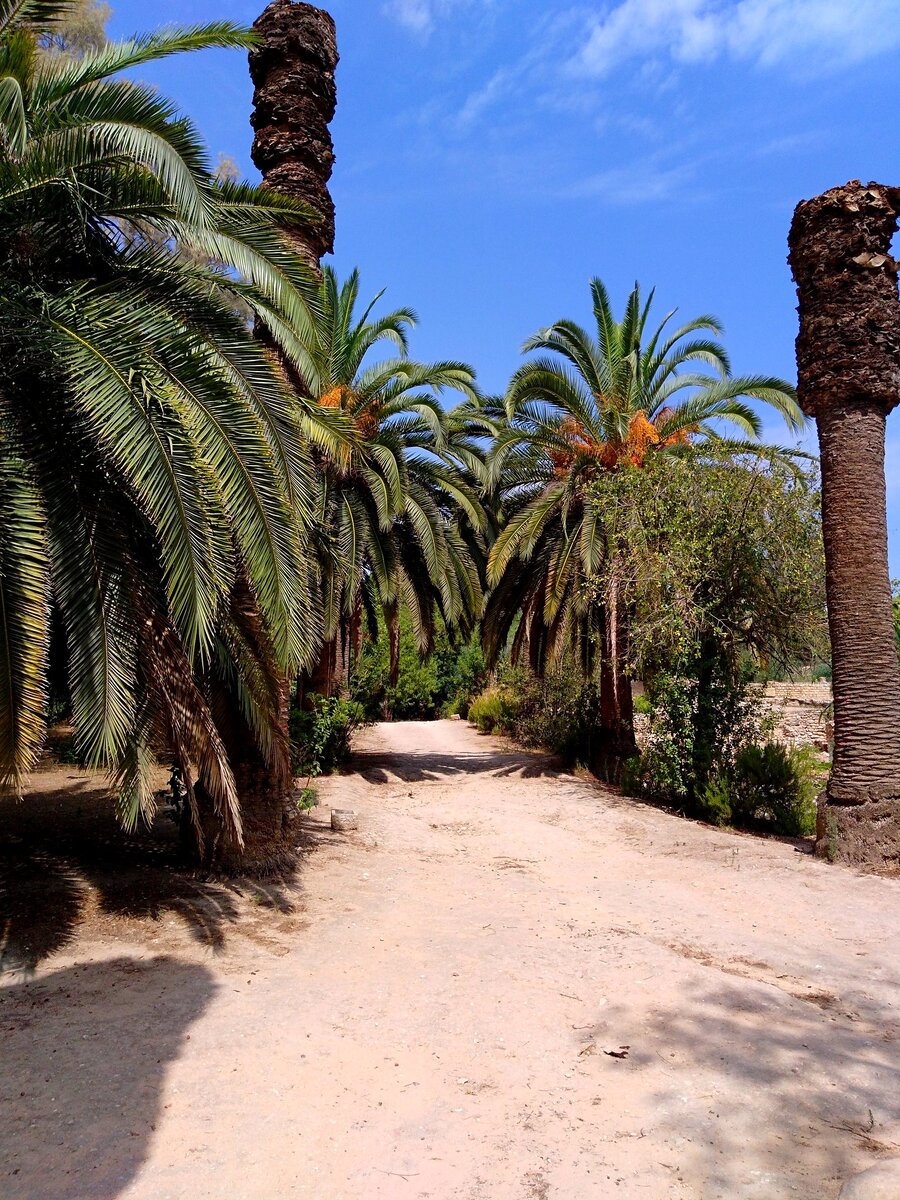 Территория Карфагена. Тунис 🇹🇳 