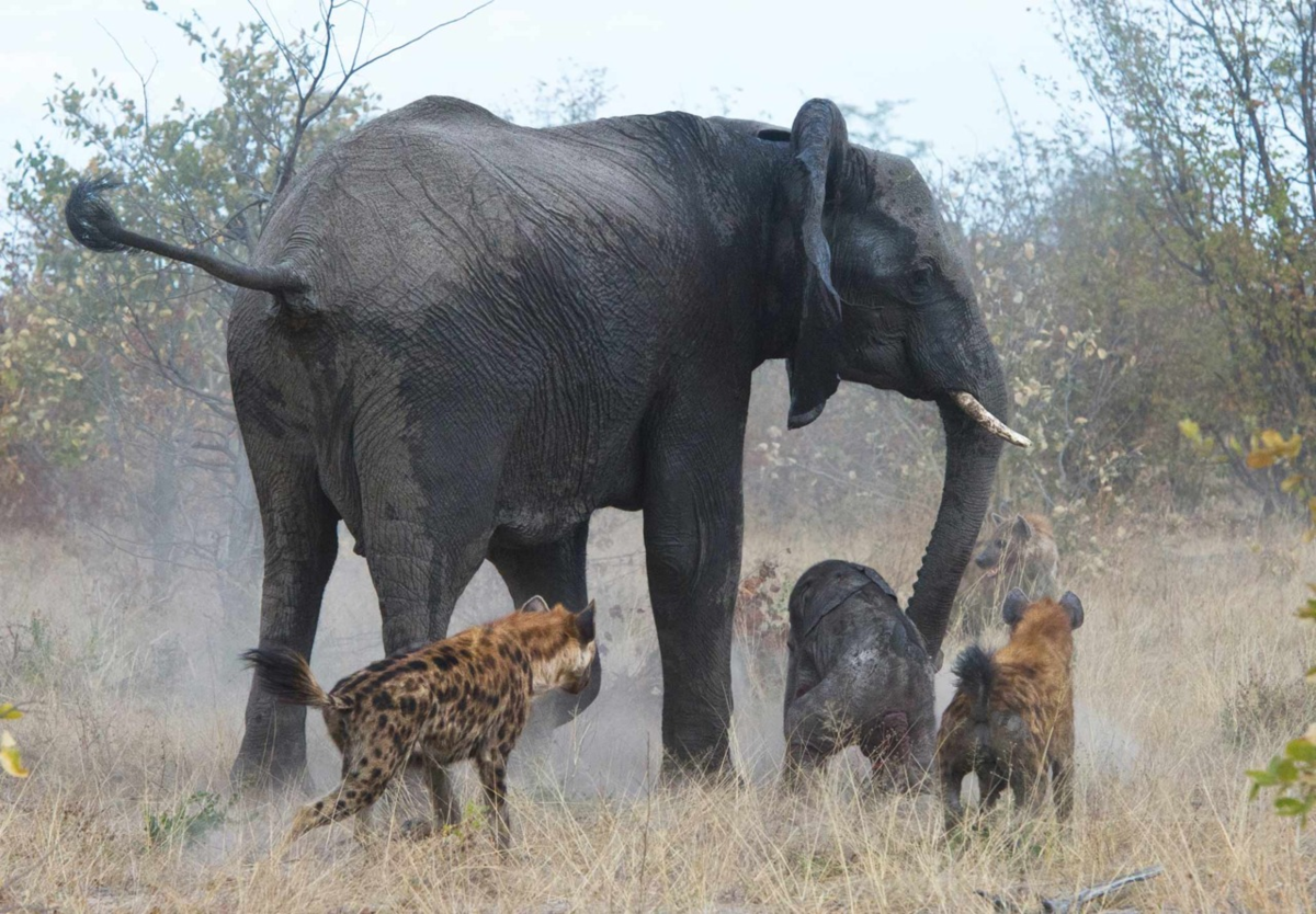 Слониха отбивает своего слонёнка от гиен. 