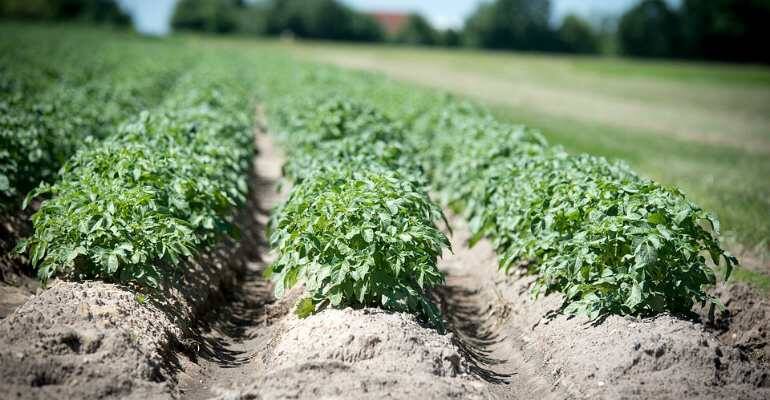 Что сказано в законе
Чтобы точно сказать, правда или нет вышеуказанная информация, стоит обратиться к тексту закона. Статья 10.12 КоАП РФ предусматривает административную ответственность за посевной материал, если нарушены правила при его:

заготовке;
производстве;
обработке;
хранении;
реализации;
транспортировке;
использовании.
За указанное нарушение можно отделаться предупреждением либо заплатить штраф в следующем размере:

гражданам – от 300 руб. до 500 руб.;
должностным лицам – от 500 руб. до 1 000 руб.;
юридическим лицам – от 5 000 руб. до 10 000 руб.
Эти меры могут быть применены к человеку, который использует продукцию, выращенную из семян, не прошедших необходимые проверки, в коммерческих целях. Поэтому сажать картошку на даче из своего посевного материала можно. Но и употреблять в пищу её придётся в кругу семьи, друзей и знакомых. В случае продажи таких овощей или фруктов человеку грозит ответственность по статье 10.12 КоАП РФ.

Официальное опровержение
Заявления СМИ о том, что введён запрет на посадку картошки на своём участке, официально опроверг Россельхознадзор. Представители ведомства заявили, что нормы статьи 10.12 КоАП РФ могут быть применены только к тем гражданам, которые используют продукцию, выращенную на своих огородах, в коммерческих целях.

Таким образом, можно уверенно сказать, что в 2019 году закон о семенах картошки не предусмотрен. Картофель, а также другие овощи, фрукты, ягоды по-прежнему можно выращивать на своих участках. Если человек полученный урожай использует исключительно для употребления в пищу членами своей семьи, то он волен сам выбирать, что использовать для посева.

За ним сохраняется право сажать как семена, полученные из растений предыдущих урожаев, так и семена, приобретённые в специализированных магазинах. Только в том случае, если гражданин в дальнейшем планирует реализовывать свой урожай населению, необходимо приобретать сертифицированный посевной материал.

Поднятая в СМИ шумиха основывалась на неверной трактовке статьи КоАП РФ и заявлении А. Лушникова, который высказывал своё мнение по данному вопросу. Никаких изменений в законодательстве не было. Граждане могут спокойно продолжать для собственных нужд выращивать овощи и фрукты на своих земельных участках