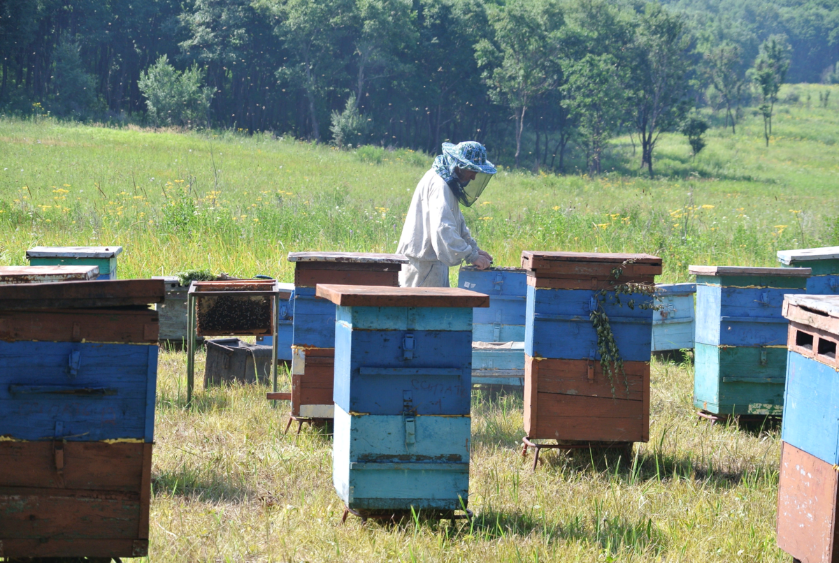 Золотая пара пчеловода - Яндекс.Картинки 