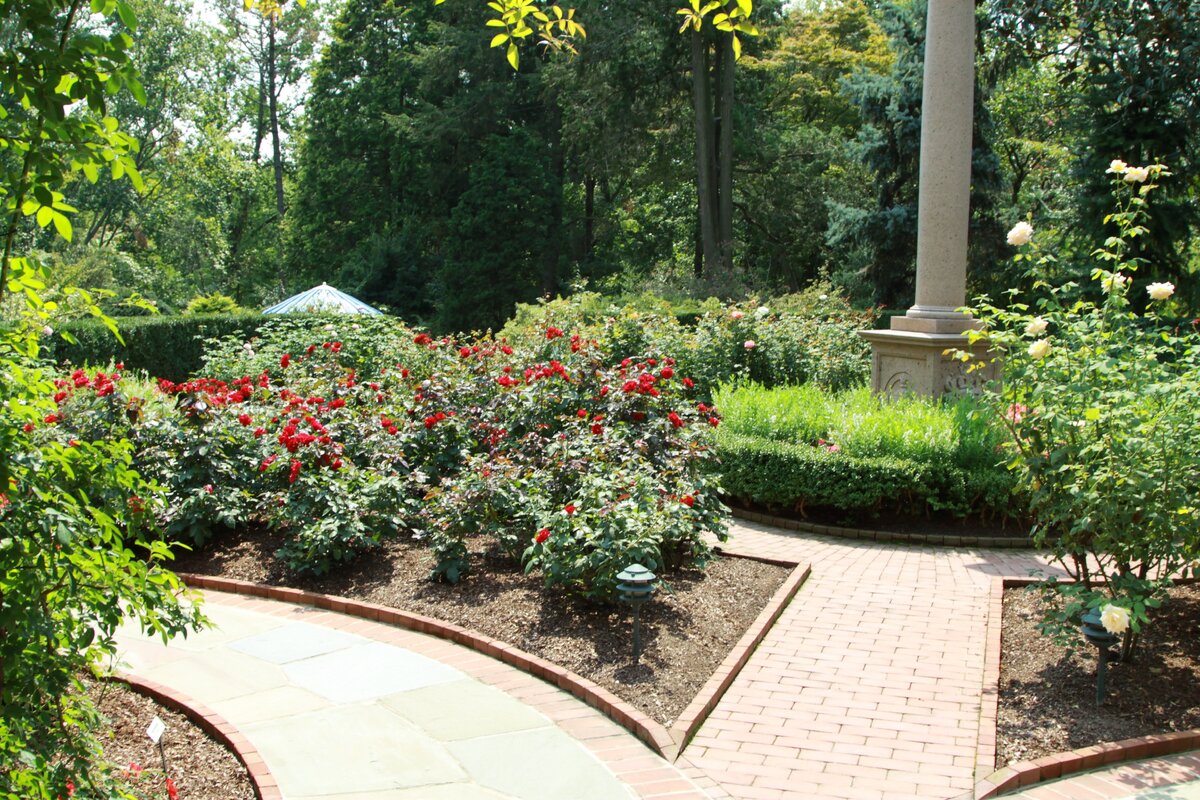 Розарий в саду в Вашингтоне