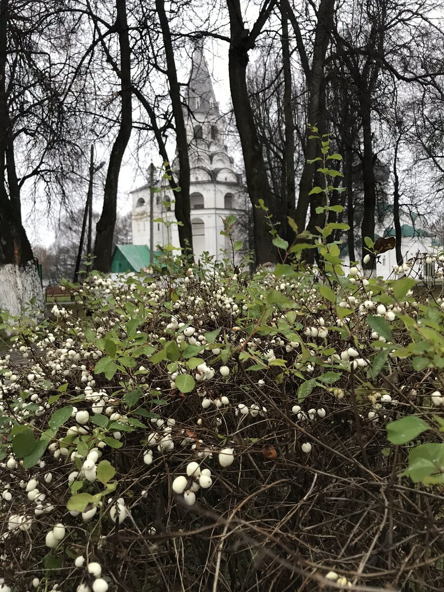 Морозник и колокольня в Александровой слободе 