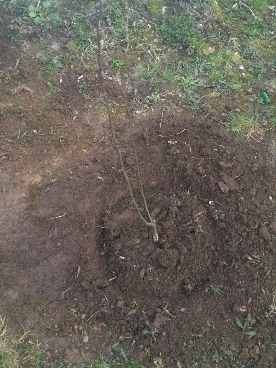 ©Пряничный домик