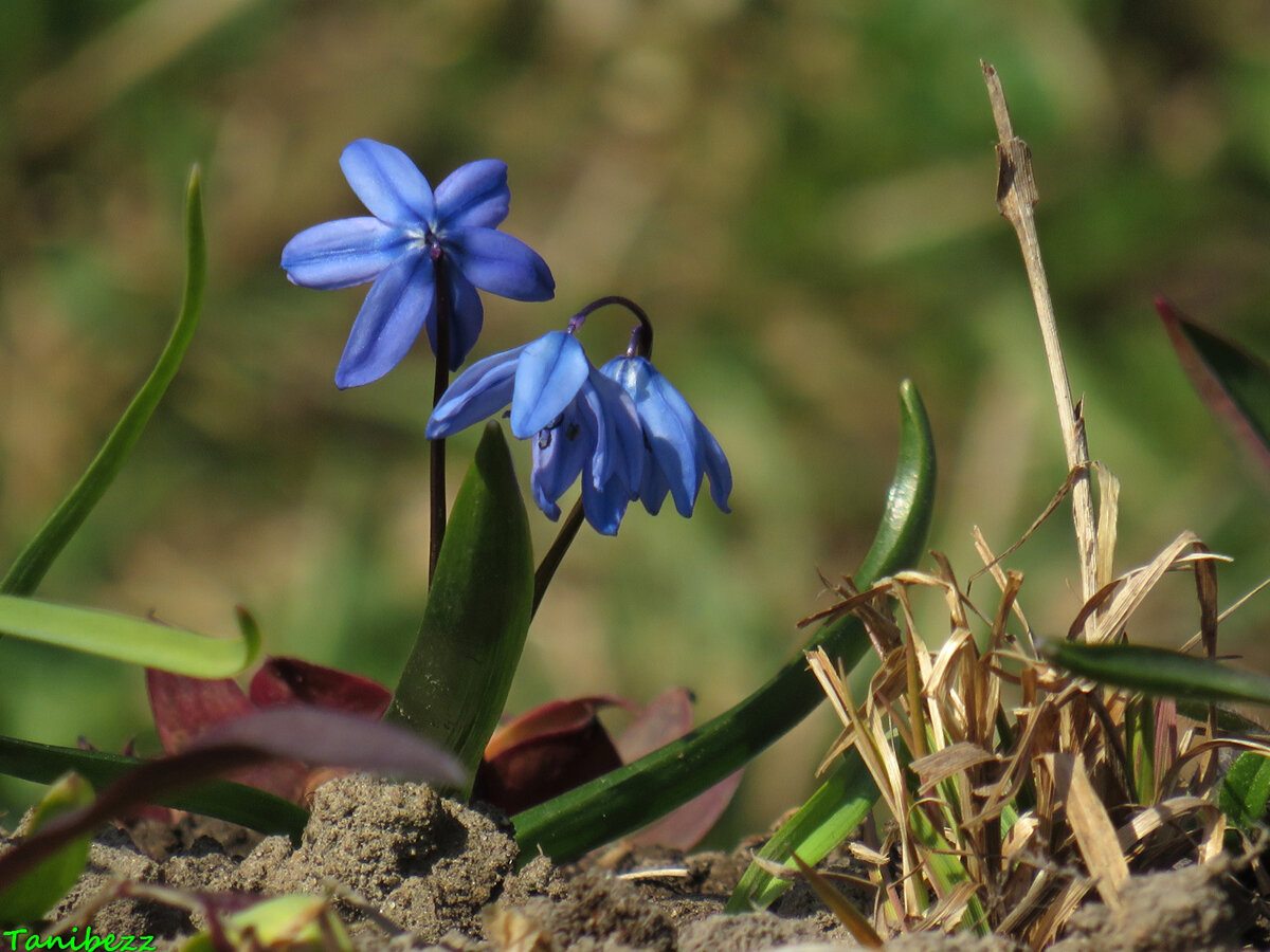 Пролеска Сибирская Scilla Siberica