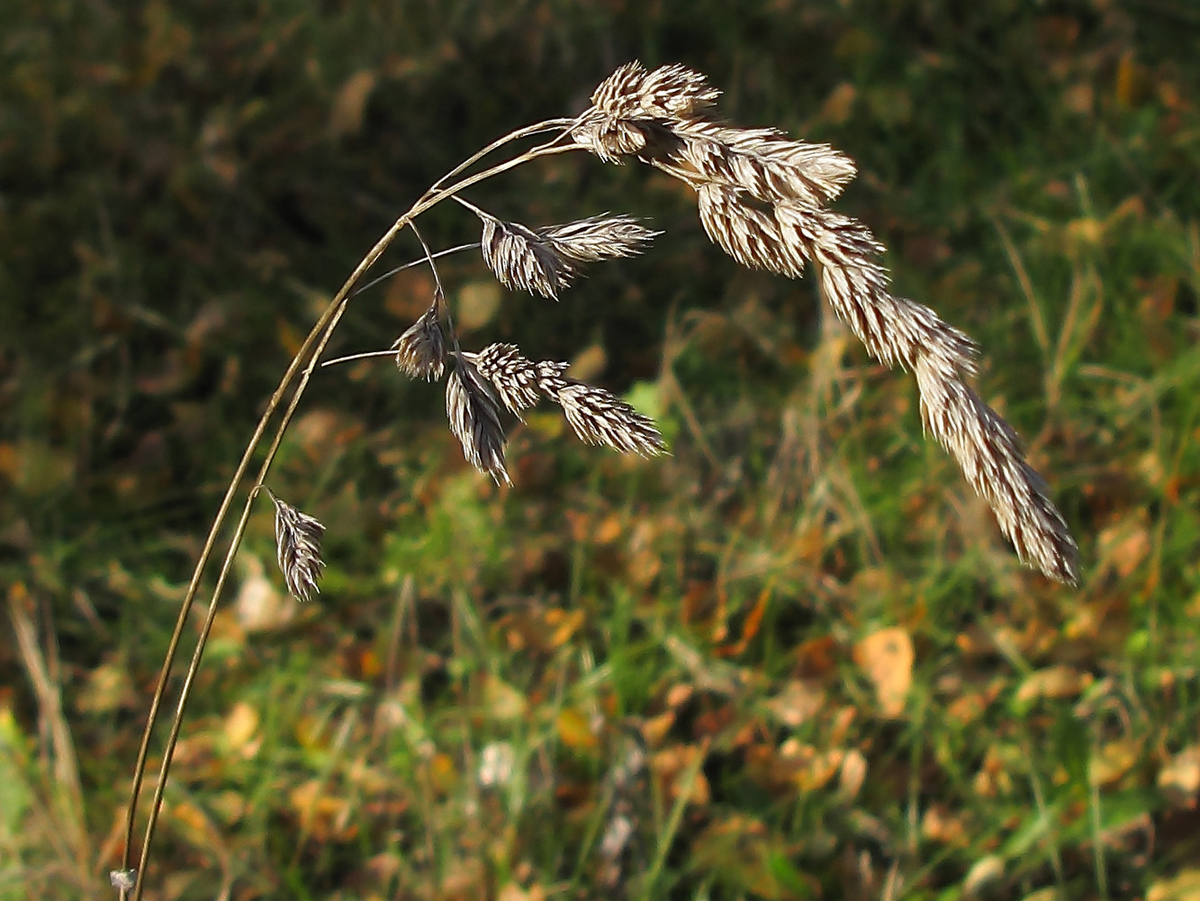 Ежа злак. Ежа сборная (Dactylis glomerata). – Ежа сборная Dáctylis glomeráta. Dactylis glomerata растение.