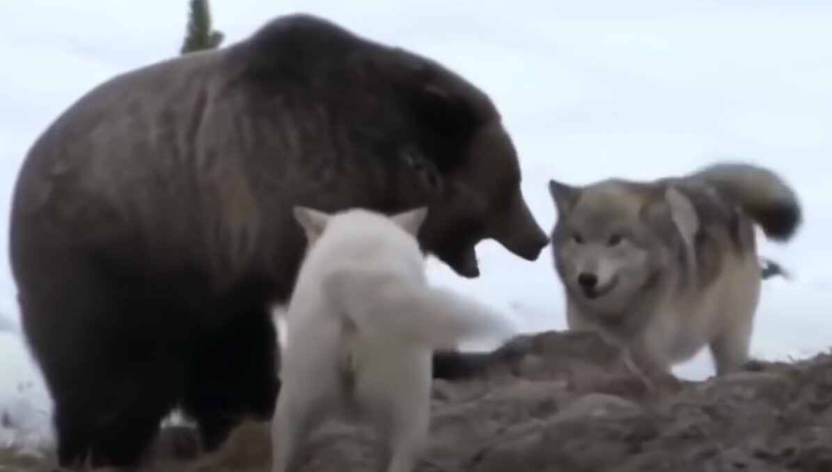 Видео медведи против. Медведь Гризли против Волков. Стая Волков против медведя. Бурый медведь против Волков.